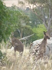 blue_mts_121.jpg