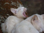 Kirsty and Seths adopted kittens..always outside the door
