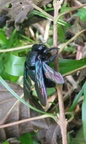 sarawak_043.jpg