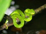 Beautiful but poisonous pit viper