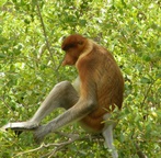 very strange probiscus monkeys