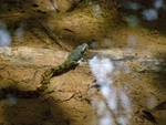 a python Darcy found