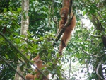 orangutangs