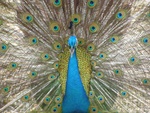 gorgeous peacock.