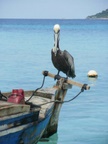 lots of pelicans fishing